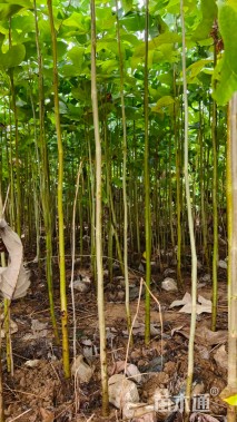 高度100厘米马褂木小苗