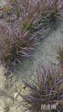 高度25厘米紫叶狼尾草