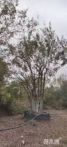 35公分丛生朴树