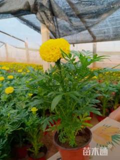 高度15厘米万寿菊