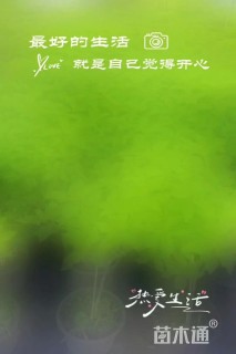 高度40厘米中华木绣球