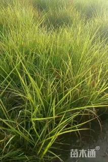 高度30厘米细叶针芒