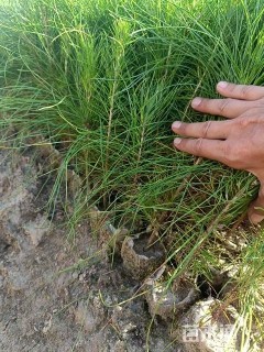 高度30厘米湿地松小苗