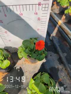 高度25厘米半支莲