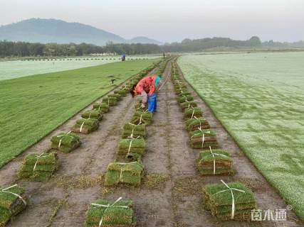 草毯状百慕大草