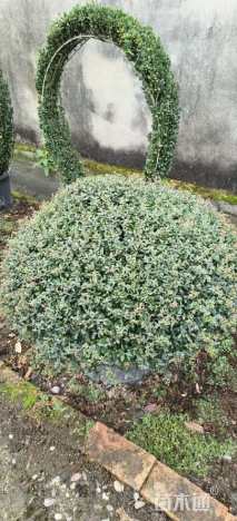 高度50厘米冬青先令球