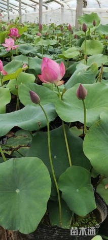 高度50厘米荷花