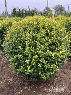 冠幅80厘米金森女贞球