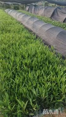 高度20厘米翠芦莉