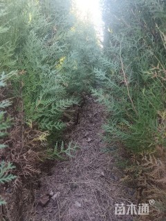 高度1500厘米侧柏