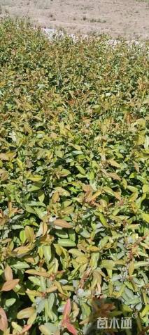 0.5公分北美海棠