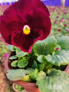 高度15厘米三色堇