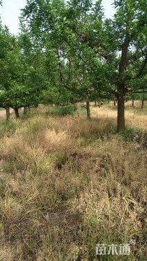 高度250厘米李子树