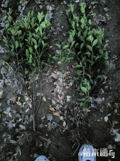 高度90厘米大叶黄杨