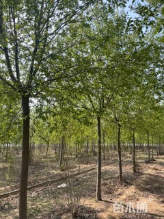 12公分紫叶稠李