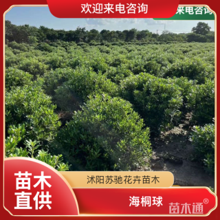 冠幅150厘米海桐球