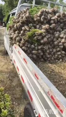 高度50厘米龙柏