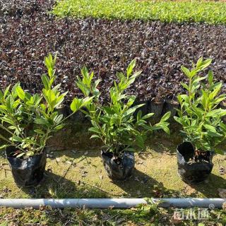 高度50厘米毛鹃小苗