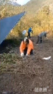 高度160厘米蜂糖李