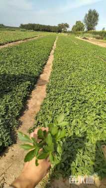 高度10厘米三七景天