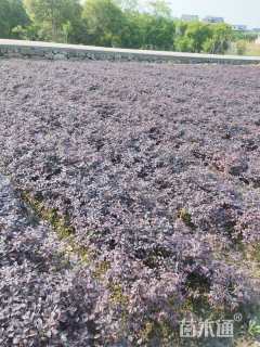 高度30厘米红花继木