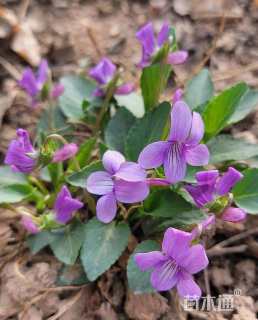 高度20厘米紫花地丁