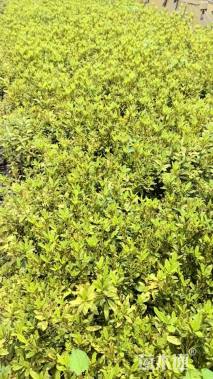 高度30厘米毛鹃小苗