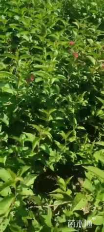 高度50厘米红王子锦带