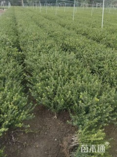 高度35厘米龟甲冬青小苗