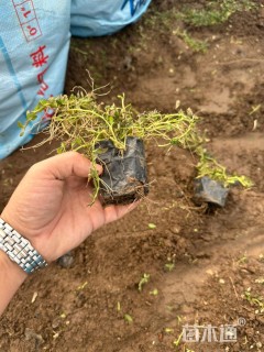 高度10厘米姬岩垂草