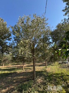 20公分大叶女贞