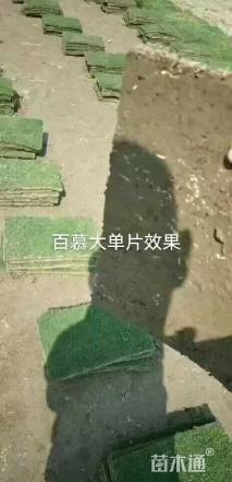 百慕大草