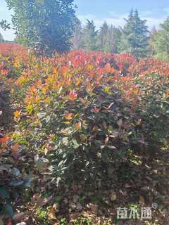 冠幅1.2厘米红叶石楠球