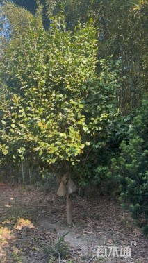 高度350厘米茶花