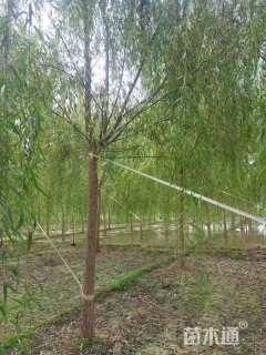 5公分垂柳