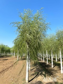 13公分垂柳