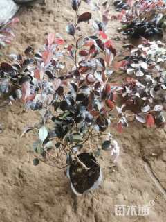 高度40厘米红花继木