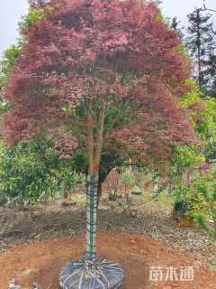 高度400厘米羽毛枫