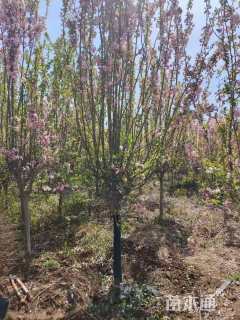 10公分西府海棠