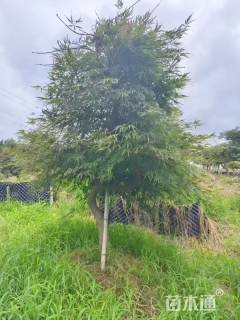 高度400厘米羽毛枫