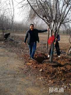 10公分绚丽海棠