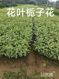 高度50厘米花叶栀子