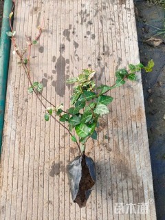 40厘米常春藤