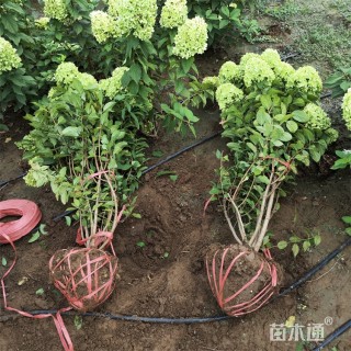 高度80厘米中华木绣球