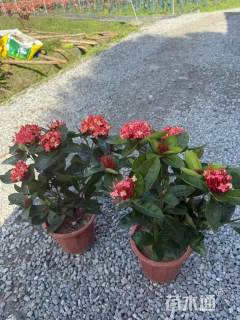 高度25厘米龙船花