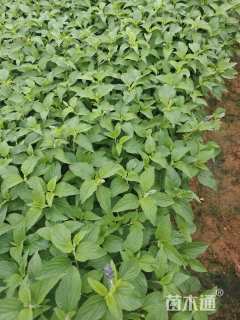 高度25厘米鼠尾草