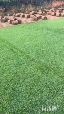 草卷状马尼拉草