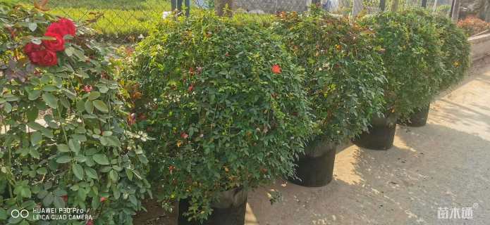 冠幅90厘米月季花球