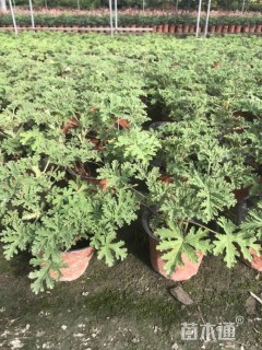 高度20厘米天竺葵