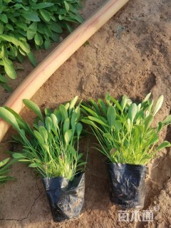 高度10厘米金鸡菊